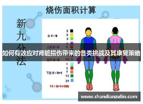 如何有效应对肾脏损伤带来的各类挑战及其康复策略